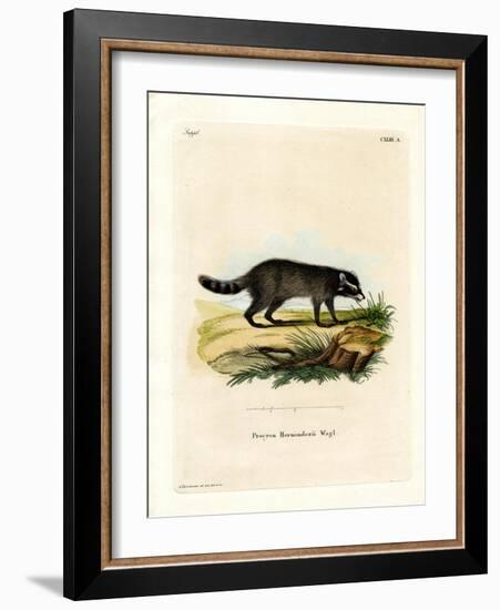 Black-Footed Raccoon-null-Framed Giclee Print