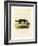 Black-Footed Raccoon-null-Framed Giclee Print