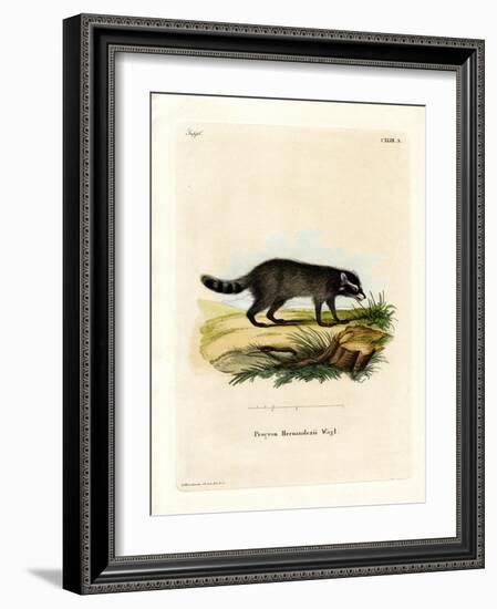 Black-Footed Raccoon-null-Framed Giclee Print