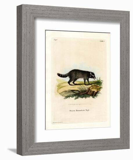 Black-Footed Raccoon-null-Framed Giclee Print