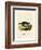 Black-Footed Raccoon-null-Framed Giclee Print