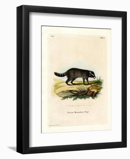 Black-Footed Raccoon-null-Framed Giclee Print