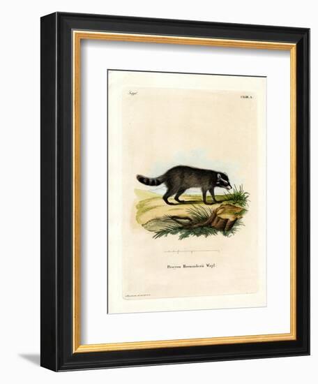 Black-Footed Raccoon-null-Framed Giclee Print