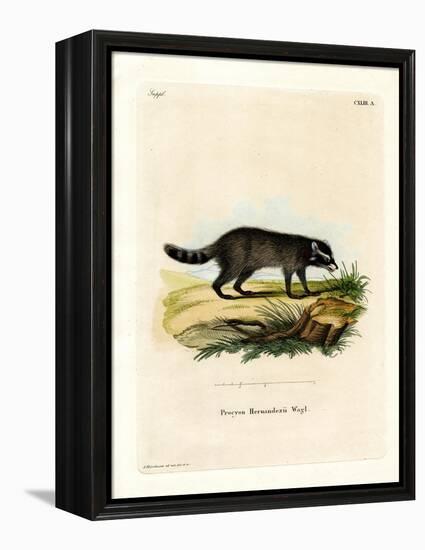 Black-Footed Raccoon-null-Framed Premier Image Canvas