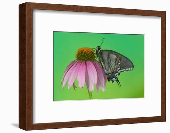 Black Form of Eastern Tiger Swallowtail Butterfly-Darrell Gulin-Framed Photographic Print