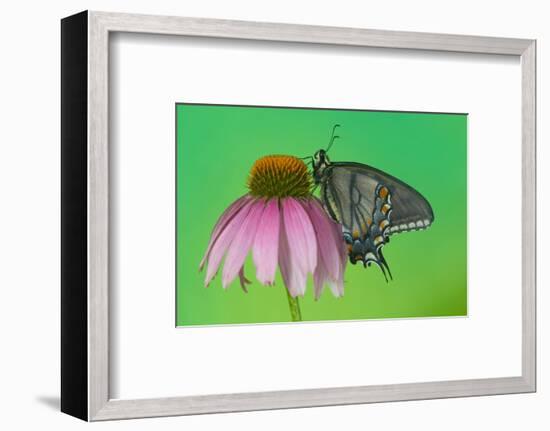 Black Form of Eastern Tiger Swallowtail Butterfly-Darrell Gulin-Framed Photographic Print