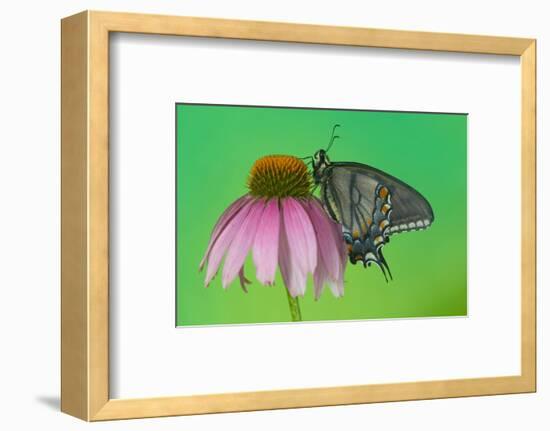 Black Form of Eastern Tiger Swallowtail Butterfly-Darrell Gulin-Framed Photographic Print