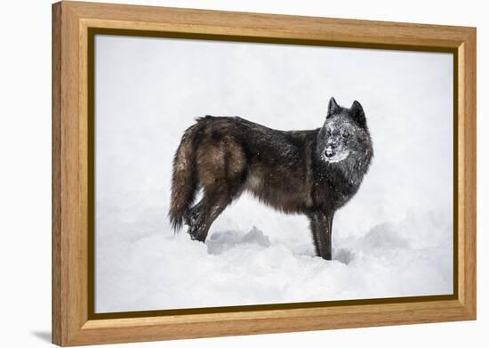 Black Fox (Vulpes Vulpes), Montana, United States of America, North America-Janette Hil-Framed Premier Image Canvas