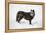 Black Fox (Vulpes Vulpes), Montana, United States of America, North America-Janette Hil-Framed Premier Image Canvas