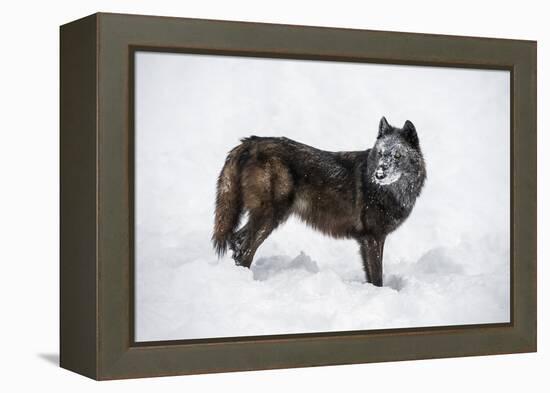 Black Fox (Vulpes Vulpes), Montana, United States of America, North America-Janette Hil-Framed Premier Image Canvas