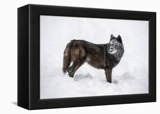 Black Fox (Vulpes Vulpes), Montana, United States of America, North America-Janette Hil-Framed Premier Image Canvas