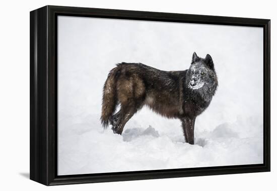 Black Fox (Vulpes Vulpes), Montana, United States of America, North America-Janette Hil-Framed Premier Image Canvas