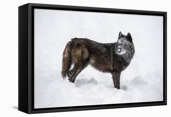 Black Fox (Vulpes Vulpes), Montana, United States of America, North America-Janette Hil-Framed Premier Image Canvas