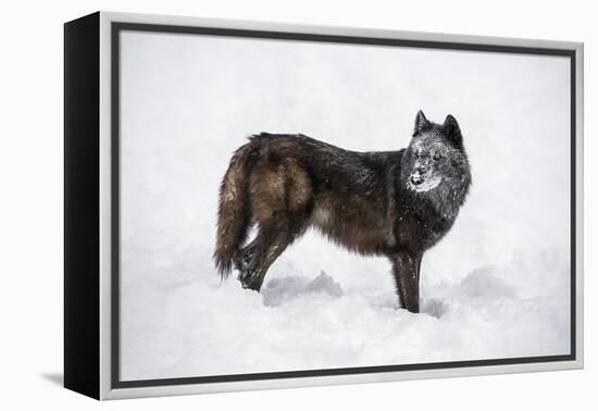 Black Fox (Vulpes Vulpes), Montana, United States of America, North America-Janette Hil-Framed Premier Image Canvas