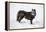 Black Fox (Vulpes Vulpes), Montana, United States of America, North America-Janette Hil-Framed Premier Image Canvas