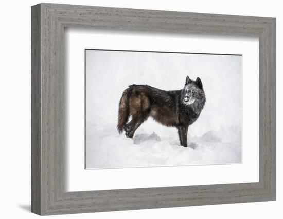 Black Fox (Vulpes Vulpes), Montana, United States of America, North America-Janette Hil-Framed Photographic Print