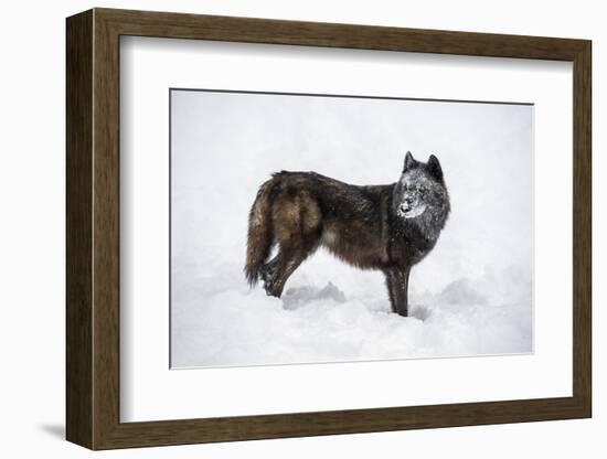 Black Fox (Vulpes Vulpes), Montana, United States of America, North America-Janette Hil-Framed Photographic Print