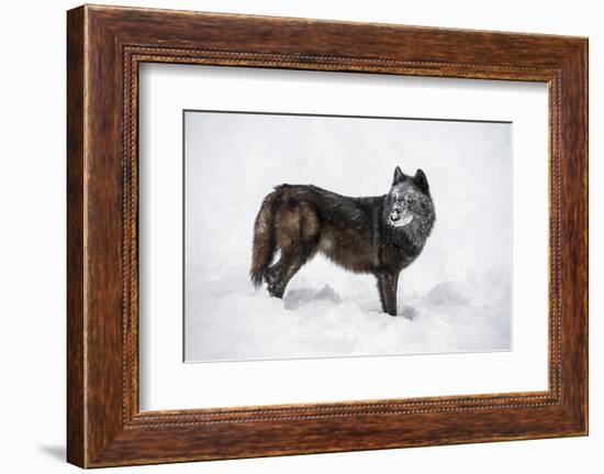 Black Fox (Vulpes Vulpes), Montana, United States of America, North America-Janette Hil-Framed Photographic Print
