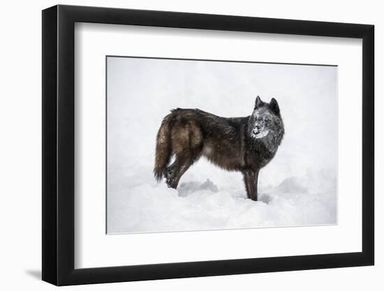 Black Fox (Vulpes Vulpes), Montana, United States of America, North America-Janette Hil-Framed Photographic Print