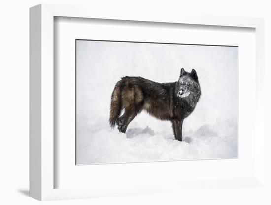 Black Fox (Vulpes Vulpes), Montana, United States of America, North America-Janette Hil-Framed Photographic Print