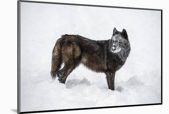 Black Fox (Vulpes Vulpes), Montana, United States of America, North America-Janette Hil-Mounted Photographic Print