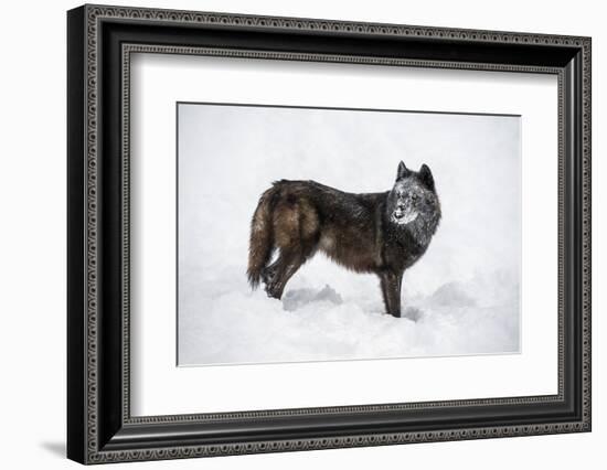 Black Fox (Vulpes Vulpes), Montana, United States of America, North America-Janette Hil-Framed Photographic Print