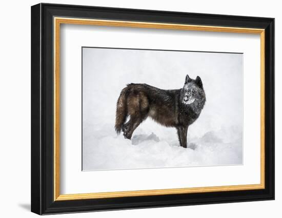 Black Fox (Vulpes Vulpes), Montana, United States of America, North America-Janette Hil-Framed Photographic Print