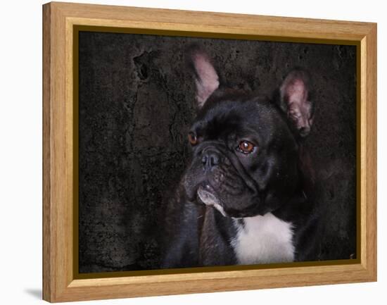 Black French Bulldog Portrait-Jai Johnson-Framed Premier Image Canvas