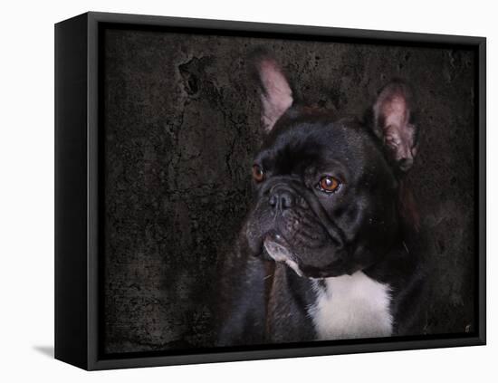 Black French Bulldog Portrait-Jai Johnson-Framed Premier Image Canvas