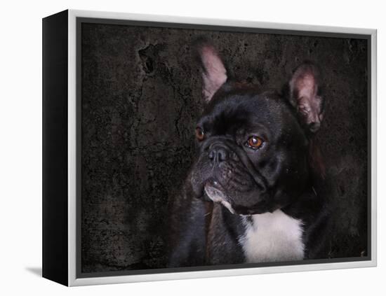 Black French Bulldog Portrait-Jai Johnson-Framed Premier Image Canvas