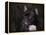 Black French Bulldog Portrait-Jai Johnson-Framed Premier Image Canvas
