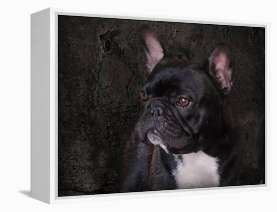 Black French Bulldog Portrait-Jai Johnson-Framed Premier Image Canvas