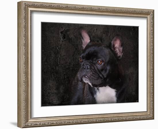 Black French Bulldog Portrait-Jai Johnson-Framed Giclee Print