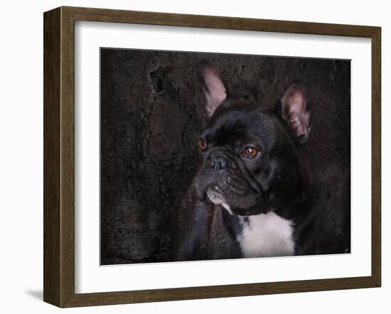 Black French Bulldog Portrait-Jai Johnson-Framed Giclee Print