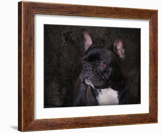 Black French Bulldog Portrait-Jai Johnson-Framed Giclee Print