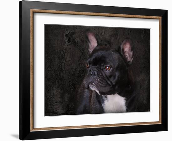 Black French Bulldog Portrait-Jai Johnson-Framed Giclee Print