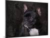 Black French Bulldog Portrait-Jai Johnson-Mounted Giclee Print