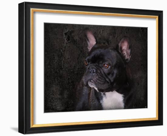 Black French Bulldog Portrait-Jai Johnson-Framed Giclee Print