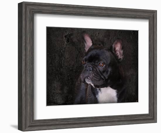 Black French Bulldog Portrait-Jai Johnson-Framed Giclee Print