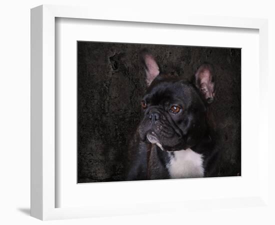 Black French Bulldog Portrait-Jai Johnson-Framed Giclee Print