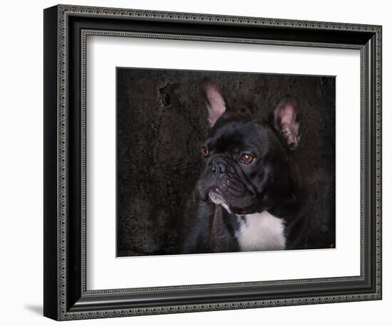 Black French Bulldog Portrait-Jai Johnson-Framed Giclee Print