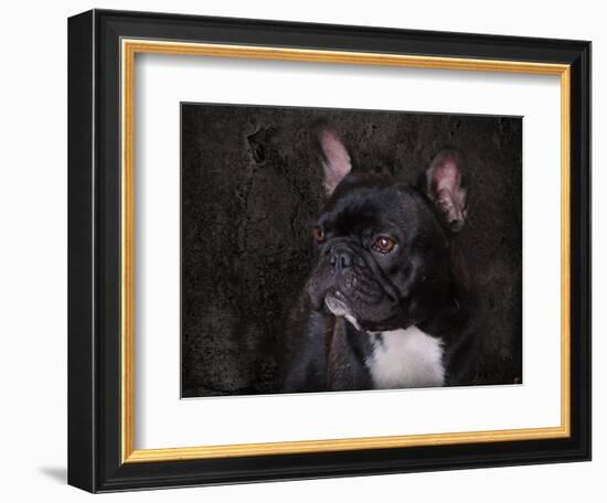 Black French Bulldog Portrait-Jai Johnson-Framed Giclee Print