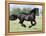 Black Friesian Gelding Running in Field, Longmont, Colorado, USA-Carol Walker-Framed Premier Image Canvas