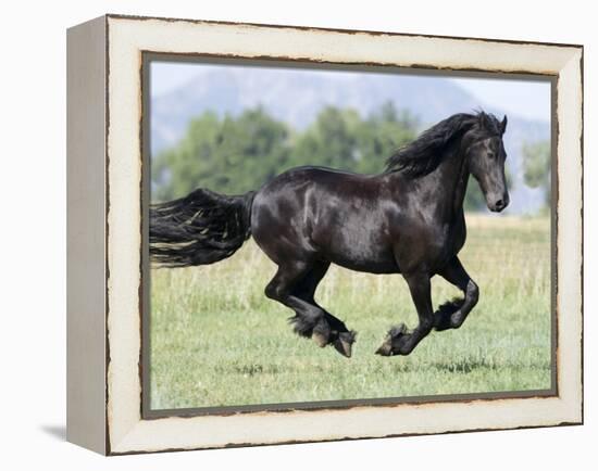 Black Friesian Gelding Running in Field, Longmont, Colorado, USA-Carol Walker-Framed Premier Image Canvas