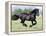 Black Friesian Gelding Running in Field, Longmont, Colorado, USA-Carol Walker-Framed Premier Image Canvas