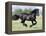 Black Friesian Gelding Running in Field, Longmont, Colorado, USA-Carol Walker-Framed Premier Image Canvas