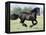 Black Friesian Gelding Running in Field, Longmont, Colorado, USA-Carol Walker-Framed Premier Image Canvas