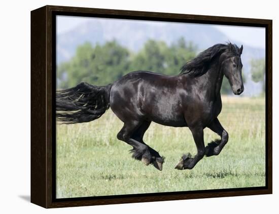 Black Friesian Gelding Running in Field, Longmont, Colorado, USA-Carol Walker-Framed Premier Image Canvas