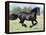 Black Friesian Gelding Running in Field, Longmont, Colorado, USA-Carol Walker-Framed Premier Image Canvas