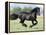 Black Friesian Gelding Running in Field, Longmont, Colorado, USA-Carol Walker-Framed Premier Image Canvas